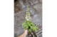 Delphinium (elatum grp) delgenius neva 