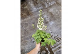 Delphinium (elatum grp) delgenius neva
