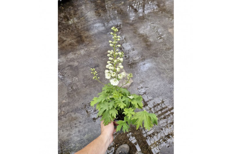 Delphinium (elatum grp) delgenius neva 