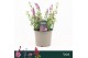 Agastache Sunny Sparks Pink Impression 