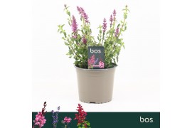 Agastache Sunny Sparks Pink Impression