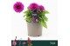 Dahlia datredive Dalina Maxi, Purple 
