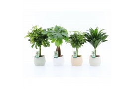 Kamerplanten mix stammenmix in sandy keramiek
