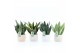 Sansevieria mix in sandy keramiek 