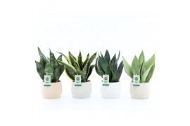 Sansevieria mix in sandy keramiek