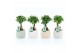 Ficus microcarpa ginseng in sandy keramiek 