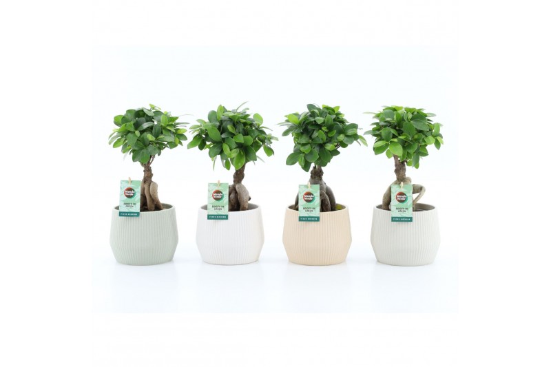 Ficus microcarpa ginseng in sandy keramiek Ficus microcarpa ginseng in sandy keramiek