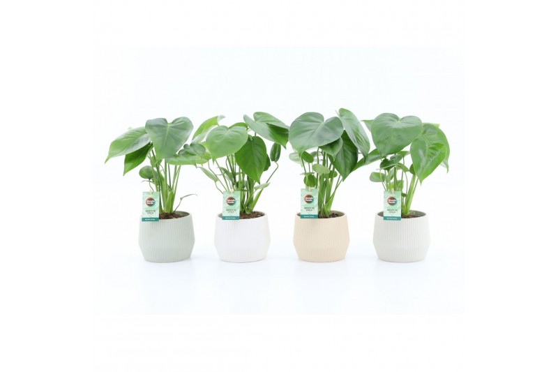 Monstera deliciosa in sandy keramiek 