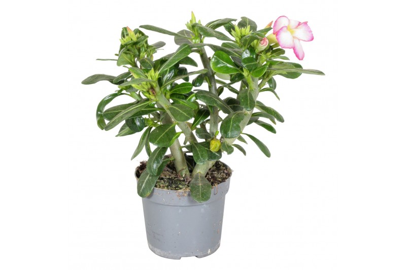 Adenium obesum pink star 