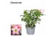 Adenium obesum pinkstar Decorum 