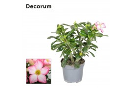 Adenium obesum pinkstar Decorum