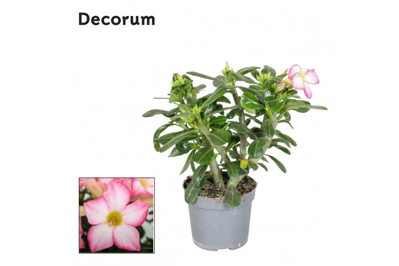 Adenium obesum pinkstar Decorum 
