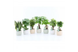 Kamerplanten mix exotic green mix in sandy keramiek