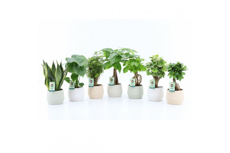 Kamerplanten mix exotic green mix in sandy keramiek Kamerplanten mix exotic green mix in sandy keramiek