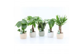 Kamerplanten mix tropic mix in sandy keramiek