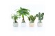 Kamerplanten mix asia mix in sandy keramiek 