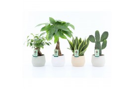 Kamerplanten mix asia mix in sandy keramiek