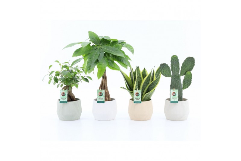 Kamerplanten mix asia mix in sandy keramiek Kamerplanten mix asia mix in sandy keramiek
