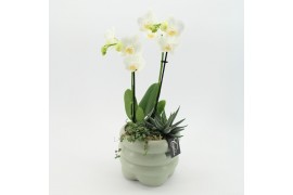 Phalaenopsis PHAL-2522 Phalaenopsis creatie 3 pp