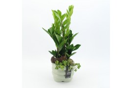 Arrangementen kamerplanten GRCR-2521 Green Essentials 2 pp