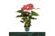 Anthurium andr. oklahoma 5 bloem. 