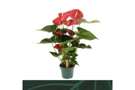 Anthurium andr. oklahoma 5 bloem.