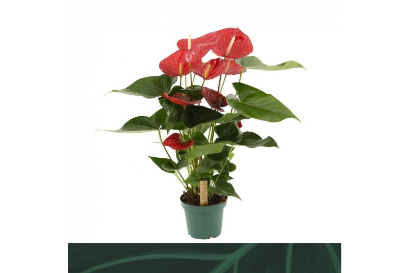 Anthurium andr. oklahoma 5 bloem. 