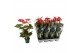 Anthurium andr. oklahoma 5 bloem. 