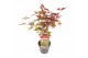 Acer palmatum bloodgood extra kwaliteit 