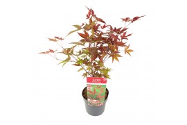 Acer palmatum bloodgood extra kwaliteit