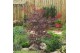 Acer palmatum bloodgood extra kwaliteit 