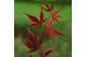 Acer palmatum bloodgood extra kwaliteit 