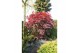 Acer palmatum bloodgood extra kwaliteit 