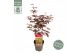 Acer palmatum bloodgood extra kwaliteit 