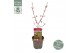 Acer palmatum bloodgood extra kwaliteit 