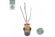 Acer palmatum bloodgood extra kwaliteit 