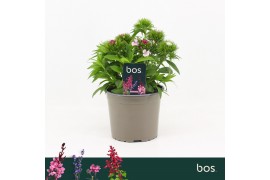 Barbatus Dart Pink Magician