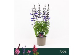Salvia salgoon lake blueberry