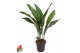 Aspidistra elatior 