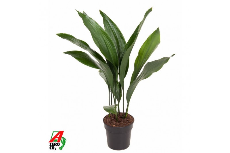 Aspidistra elatior 