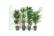 Kamerplanten mixkar Mix p27-31 1 pp 