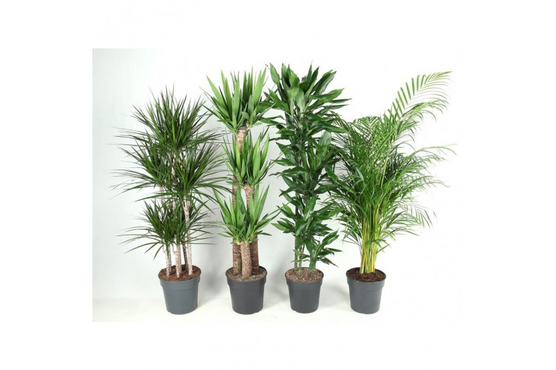 Kamerplanten mixkar Mix p27-31 1 pp 