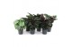 Calathea mix 