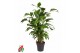 Caryota mitis 