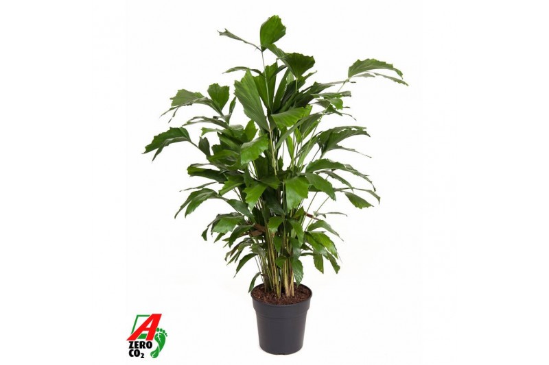 Caryota mitis 