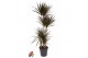 Dracaena marg. magenta 90-60-30-15 