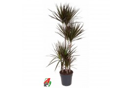 Dracaena marg. magenta 90-60-30-15