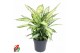 Dieffenbachia vesuvius 