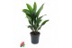 Aspidistra elatior 17pp 