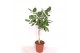 Ficus benghalensis vlechtstam 